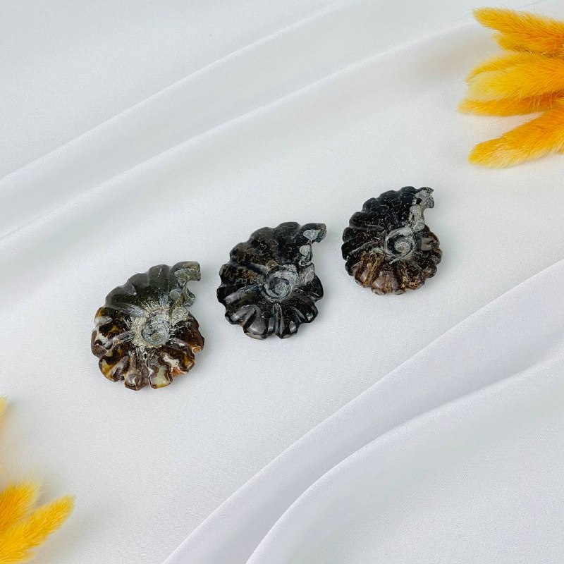 Аммонит - изображение товара №1