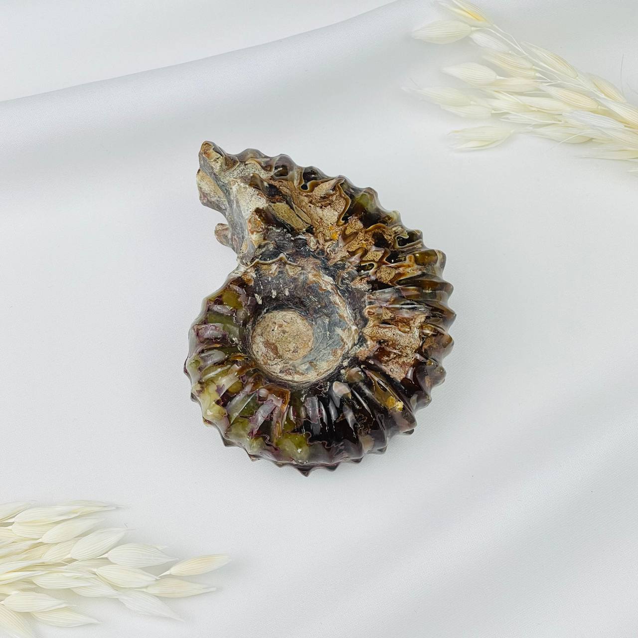 Аммонит - изображение товара №1