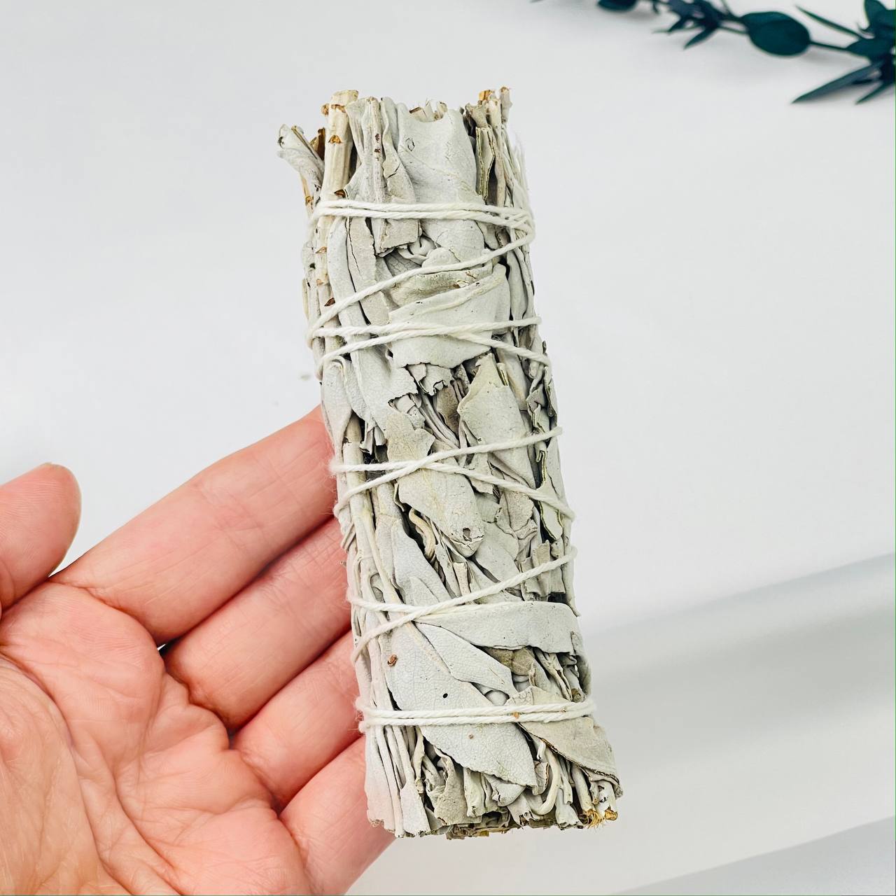 Шалфей - изображение товара №1