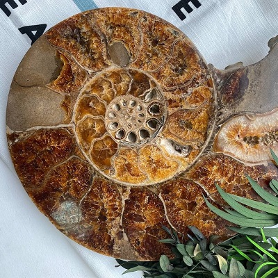mineral-ammonit.jpg минерал аммонит