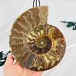 Срез Аммонита на подставке