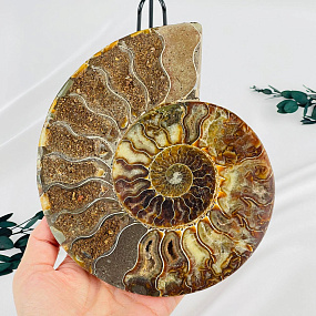 Срез Аммонита на подставке, Артикул: 080952 - изображение товара №2