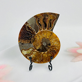 Срез Аммонита на подставке, Артикул: 080929 - изображение товара №1