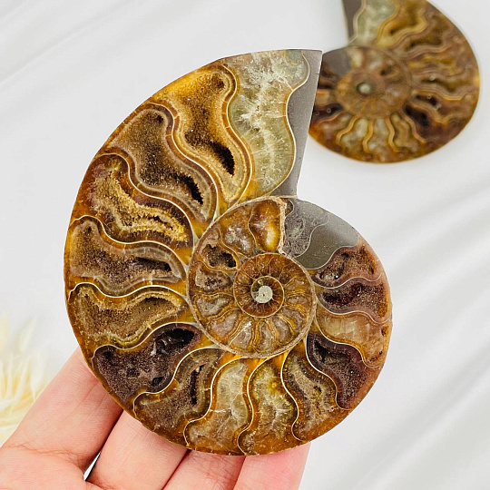 Аммонит (пара), Артикул: 087691 - изображение товара №2