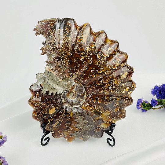 Аммонит на подставке, Артикул: 087679 - изображение товара №1