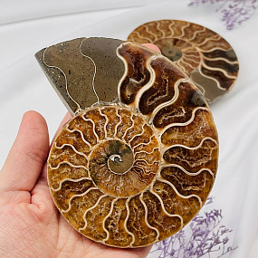 Аммонит (пара), Артикул: 100956 - изображение товара №2