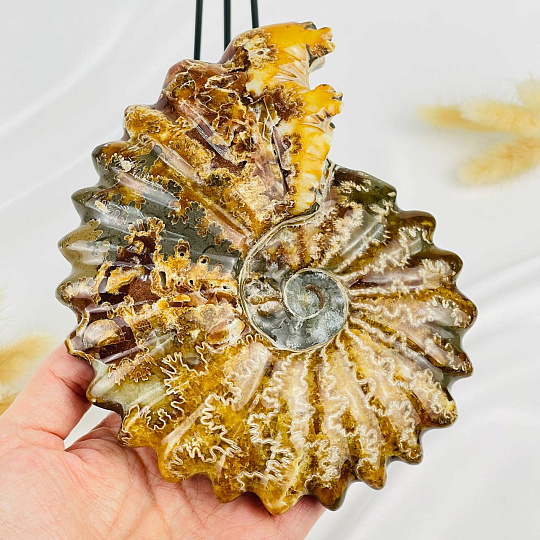 Аммонит на подставке, Артикул: 087680 - изображение товара №3