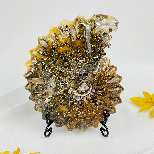 Аммонит на подставке, Артикул: 083100 - изображение товара №2