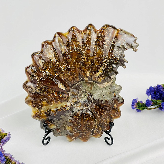 Аммонит на подставке, Артикул: 087679 - изображение товара №2