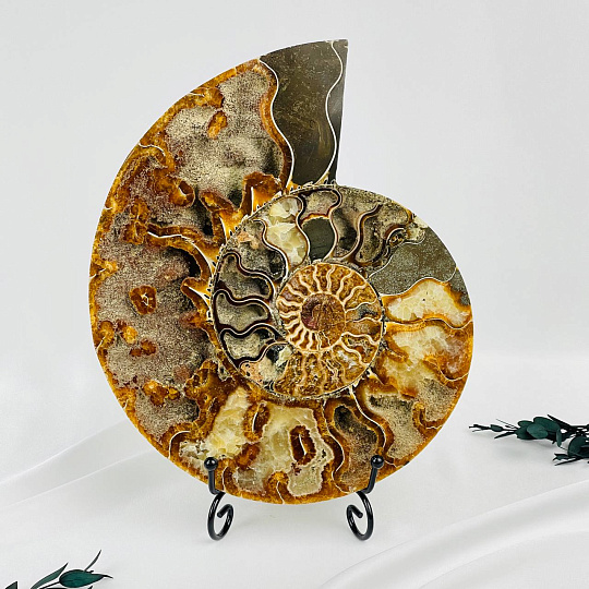 Срез Аммонита на подставке, Артикул: 080955 - изображение товара №1