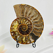 Срез Аммонита на подставке