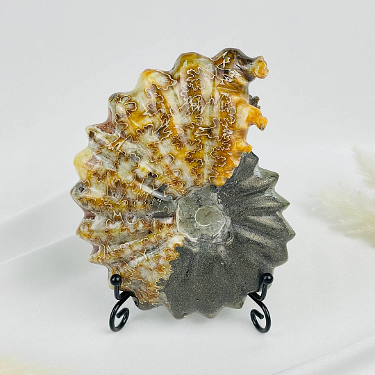 Аммонит на подставке, Артикул: 083112 - изображение товара №1