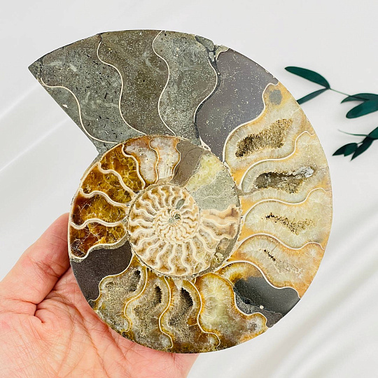 Аммонит на подставке, Артикул: 087729 - изображение товара №2