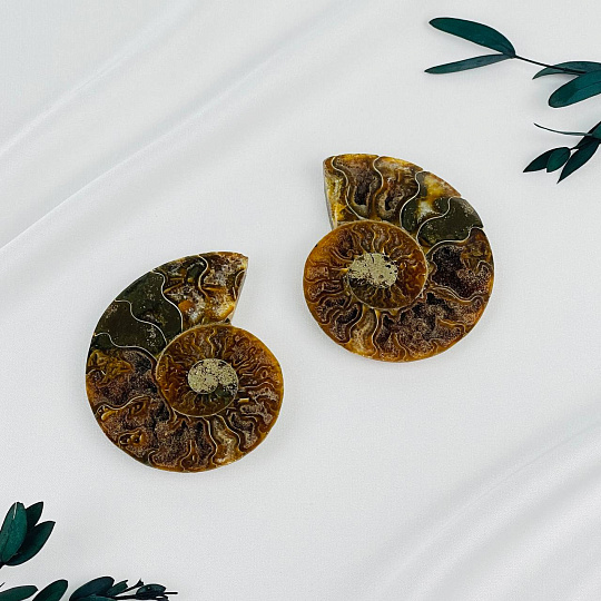 Срез Аммонита (пара), Артикул: 080905 - изображение товара №1