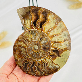 Срез Аммонита на подставке, Артикул: 080945 - изображение товара №2