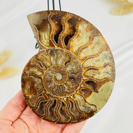 Срез Аммонита на подставке, Артикул: 080945 - изображение товара №2
