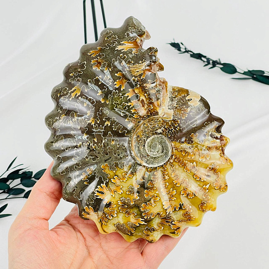 Аммонит на подставке, Артикул: 083101 - изображение товара №3