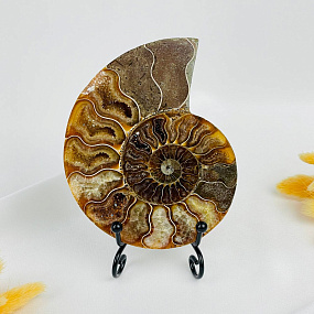 Срез Аммонита на подставке