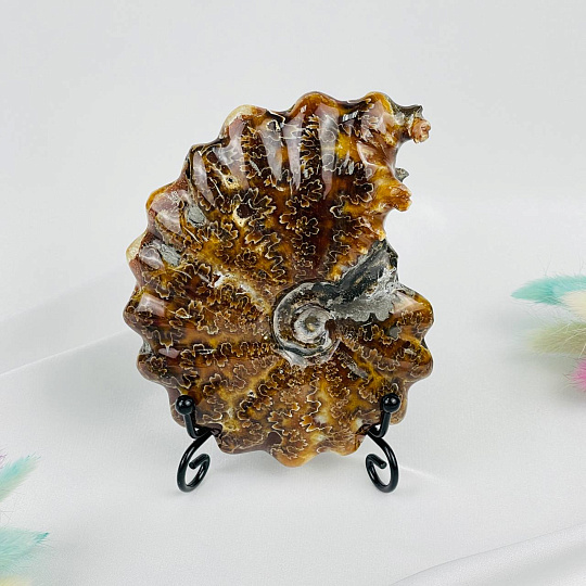 Аммонит на подставке, Артикул: 087672 - изображение товара №1