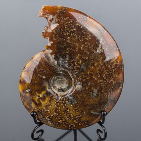 Аммонит (пара) на подставке