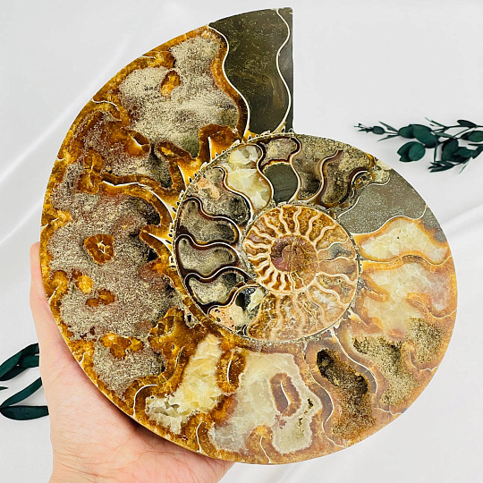 Срез Аммонита на подставке, Артикул: 080955 - изображение товара №2