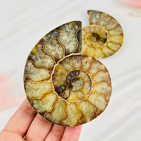 Срез Аммонита (пара), Артикул: 080916 - изображение товара №2