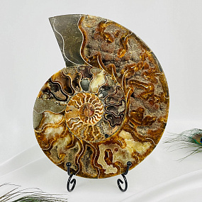 Срез Аммонита на подставке, Артикул: 080954 - изображение товара №1