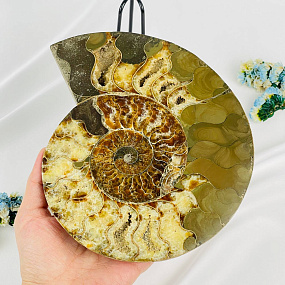 Срез Аммонита на подставке, Артикул: 080950 - изображение товара №2