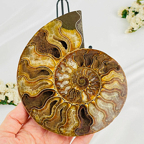 Срез Аммонита на подставке, Артикул: 080948 - изображение товара №2