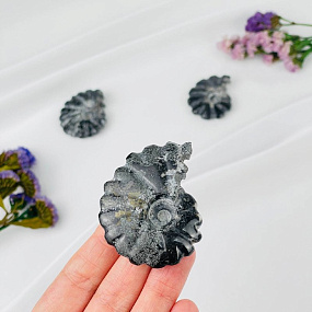 Аммонит, Артикул: 118374 - изображение товара №2