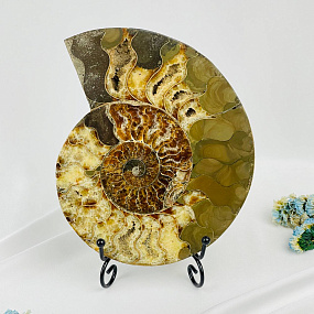 Срез Аммонита на подставке, Артикул: 080950 - изображение товара №1