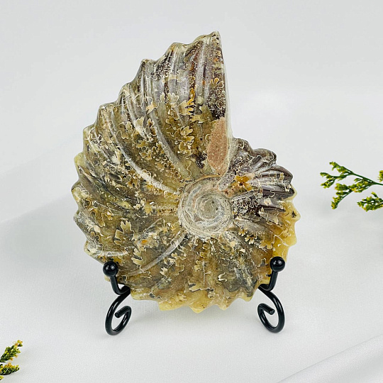 Аммонит на подставке, Артикул: 087674 - изображение товара №1