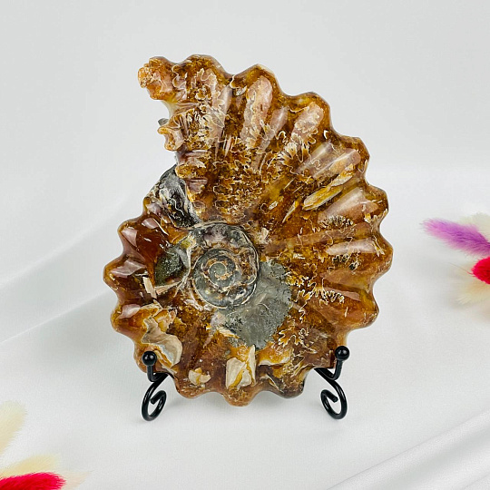 Аммонит на подставке, Артикул: 087676 - изображение товара №1