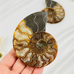 Аммонит (пара), Артикул: 087700 - изображение товара №2