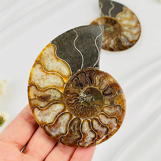 Аммонит (пара), Артикул: 087700 - изображение товара №2