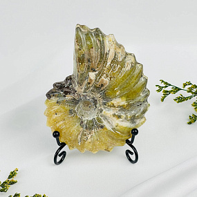 Аммонит на подставке, Артикул: 087674 - изображение товара №2