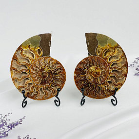 Срез Аммонита на подставке (пара)