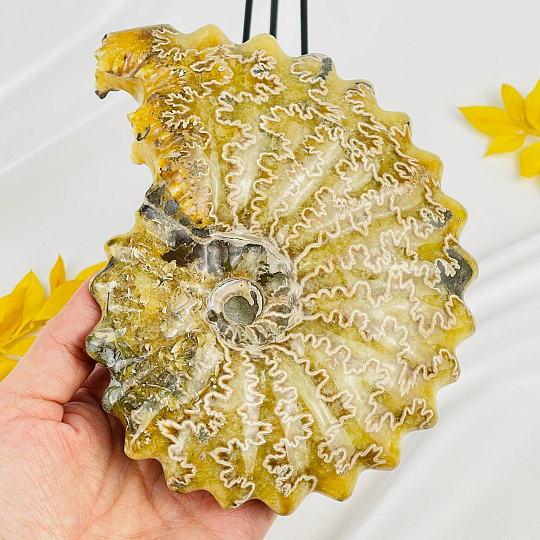 Аммонит на подставке, Артикул: 087678 - изображение товара №3