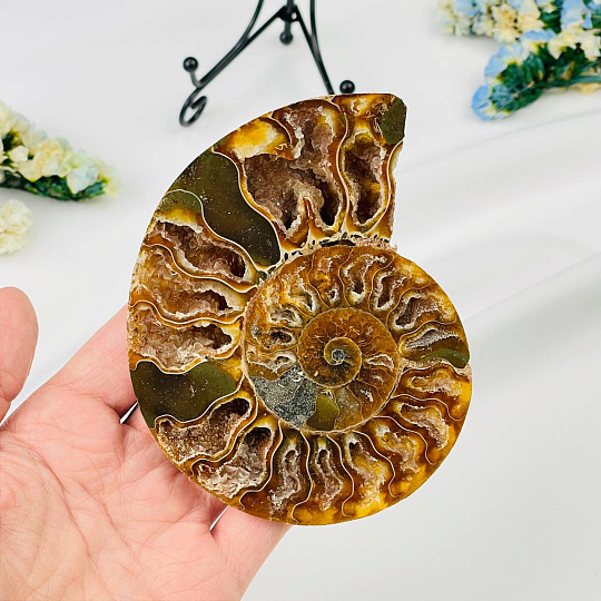 Аммонит на подставке, Артикул: 113164 - изображение товара №2