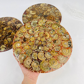 Подставка декоративная из Аммонитов, Артикул: 112883 - изображение товара №1