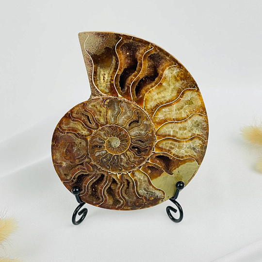 Срез Аммонита на подставке, Артикул: 080945 - изображение товара №1