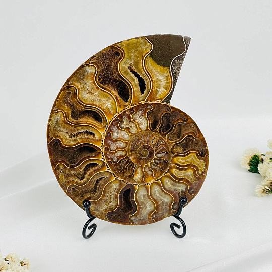 Срез Аммонита на подставке, Артикул: 080948 - изображение товара №1