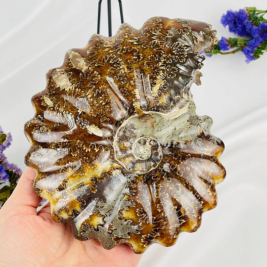 Аммонит на подставке, Артикул: 087679 - изображение товара №3