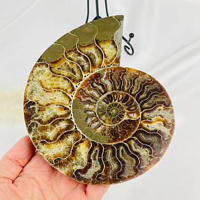 Срез Аммонита на подставке, Артикул: 080940 - изображение товара №2