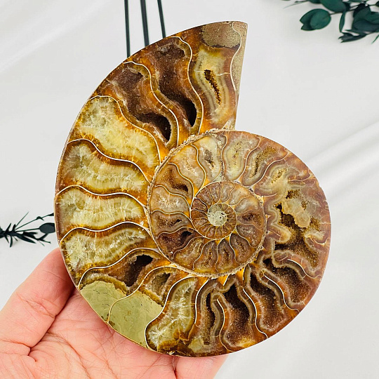 Срез Аммонита на подставке, Артикул: 080941 - изображение товара №2