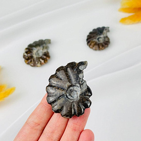 Аммонит, Артикул: 118375 - изображение товара №2