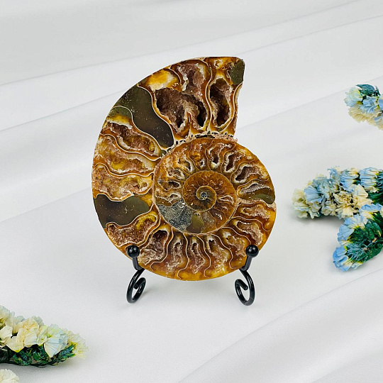 Аммонит на подставке, Артикул: 113164 - изображение товара №1