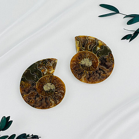 Срез Аммонита (пара)