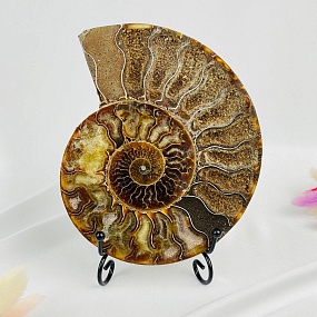 Срез Аммонита на подставке