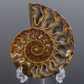 Срез Аммонита на подставке